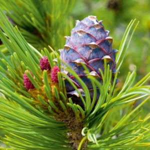 Zirbe Spezial 60 Min